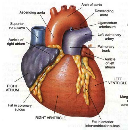 Bitchin' Bread Battle Day 13: Valentine's Day Anatomical Heart ...