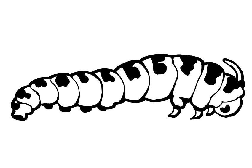 Caterpillar Coloring Pages