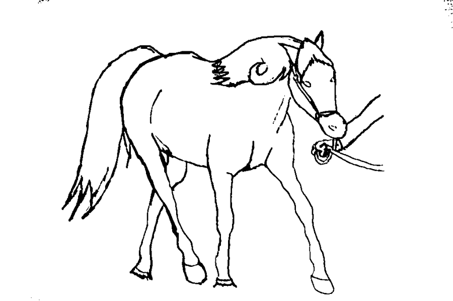 Training show horse line art by YokoBaru on deviantART