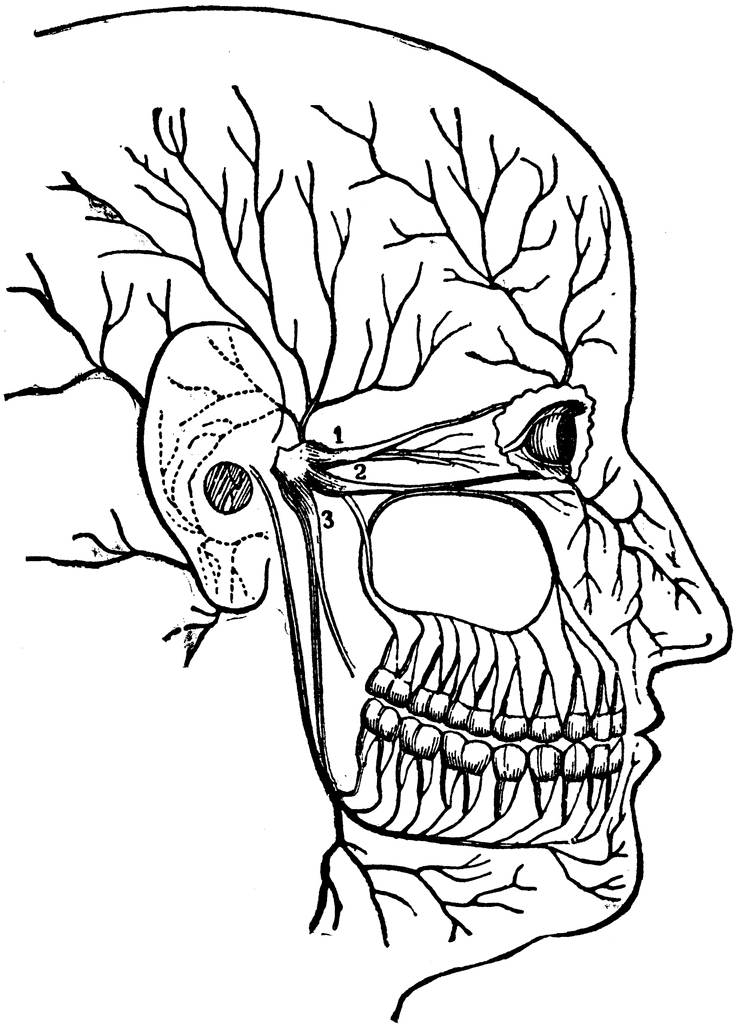 Nerves Leading to Teeth Roots | ClipArt ETC