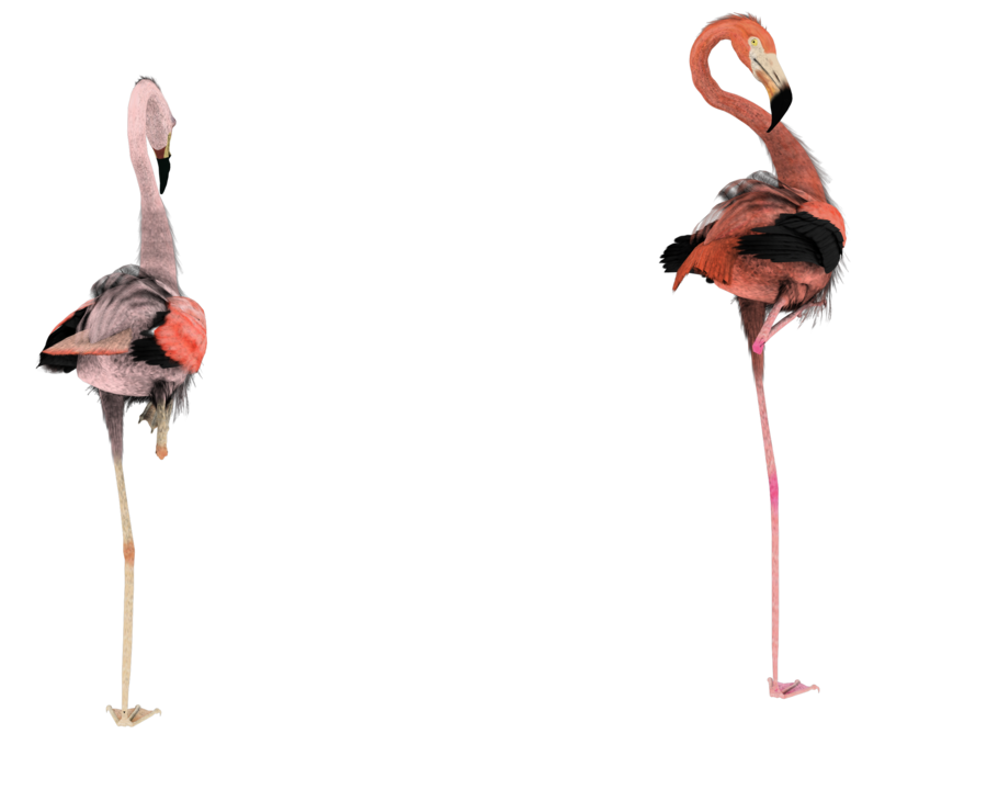 deviantART: More Like flying that way pink flamingos by madetobeunique
