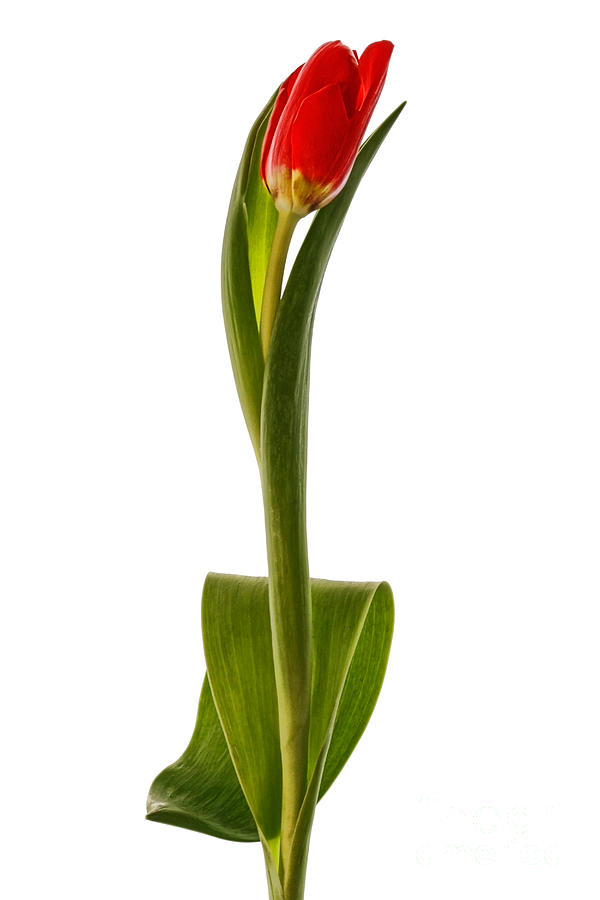 Single Red Tulip by Ann Garrett - Single Red Tulip Photograph ...