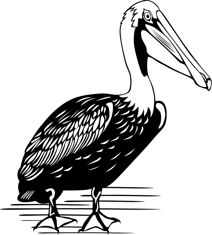 Pelican Clip Art Download