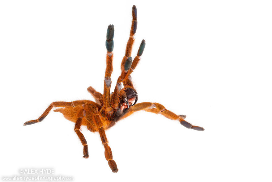 Baboon Spider {Pterinochilus murinus} | Alex Hyde