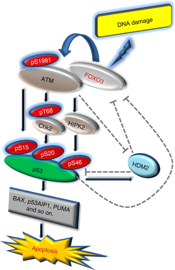 FOXO3 signalling links ATM to the p53 apoptotic pathway following ...