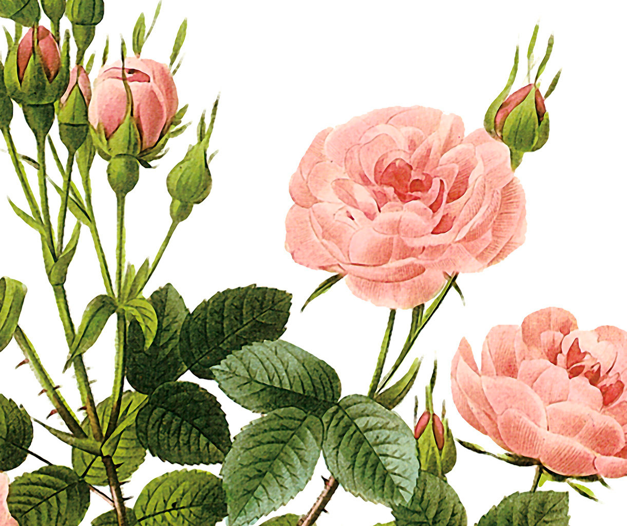 Beautiful Pink Rose Bush Victorian Antique by DownloadInspiration