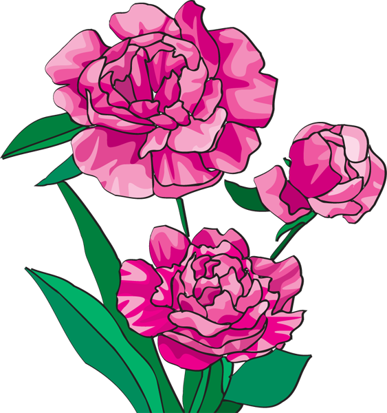 Peony Clipart - ClipArt Best