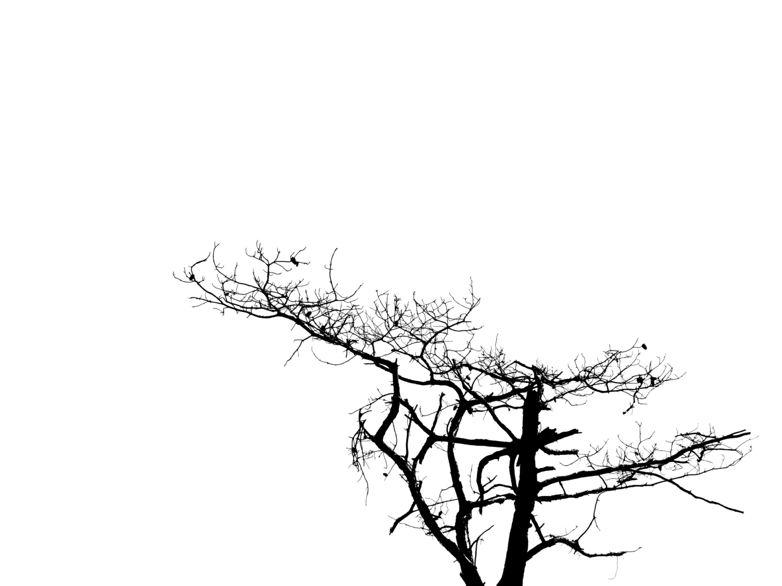 Images For > Simple Tree Outline