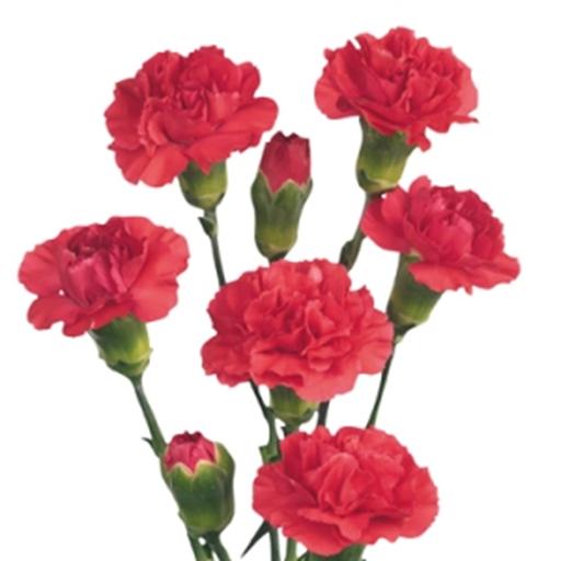 Ways to Grow Carnation or Dianthus Flowers | Tropical Flowers