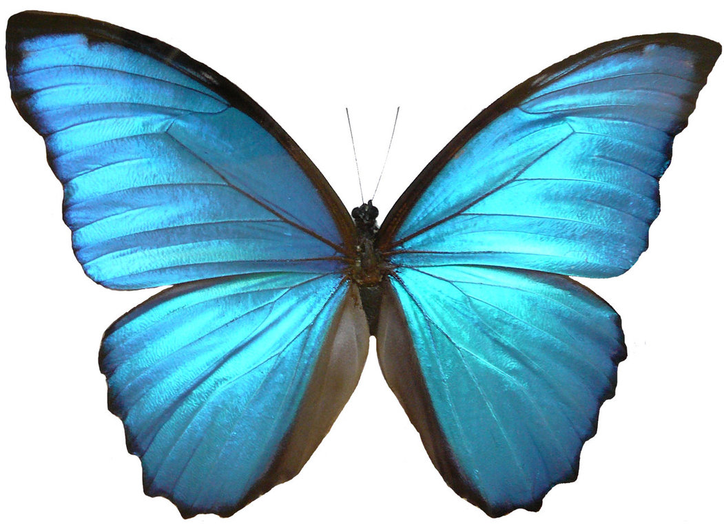 Blue Morpho Butterfly Wings - ClipArt Best - ClipArt Best