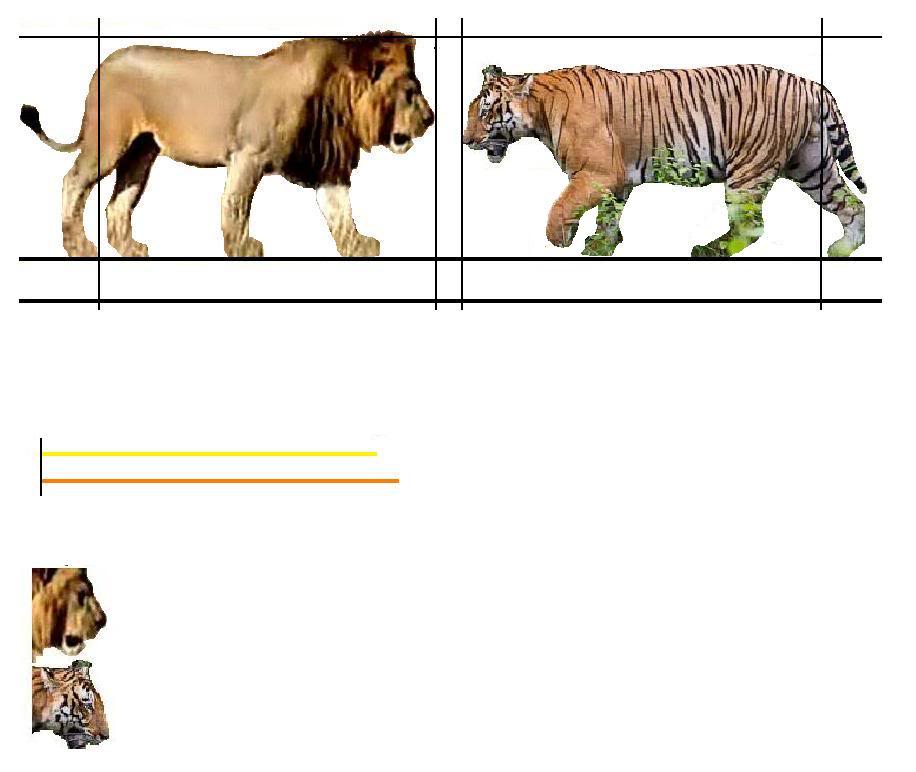 Muscularity Comparison of Tigers and Lions in Lion vs Tiger ...