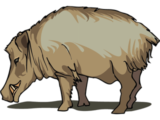 Animal graphics wild boar 934671 - Animal Image