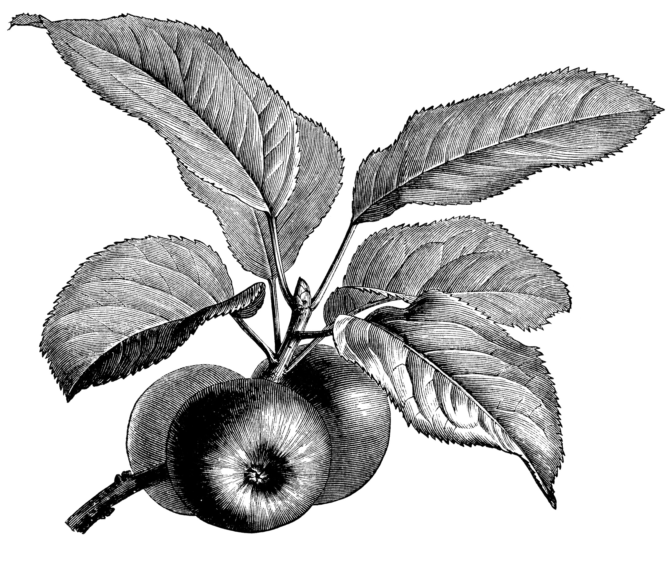 Fruiting Apple Branch ~ Free Vintage Clip Art | Old Design Shop Blog