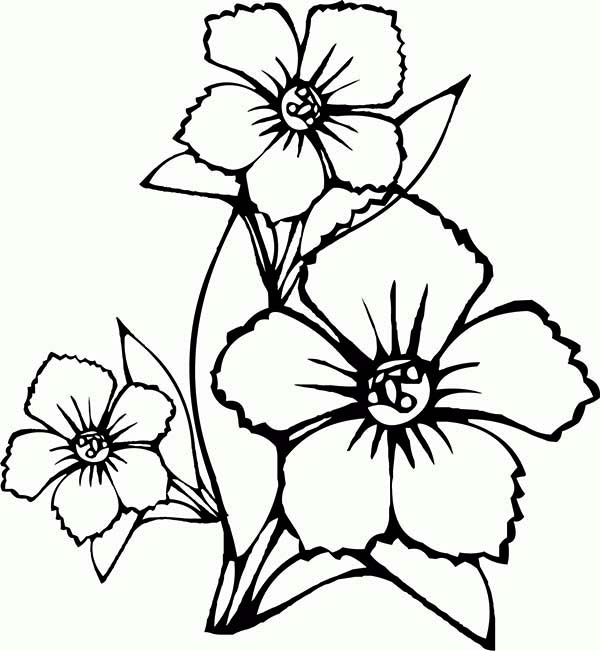How to Draw Flower Coloring Page | Kids Play Color