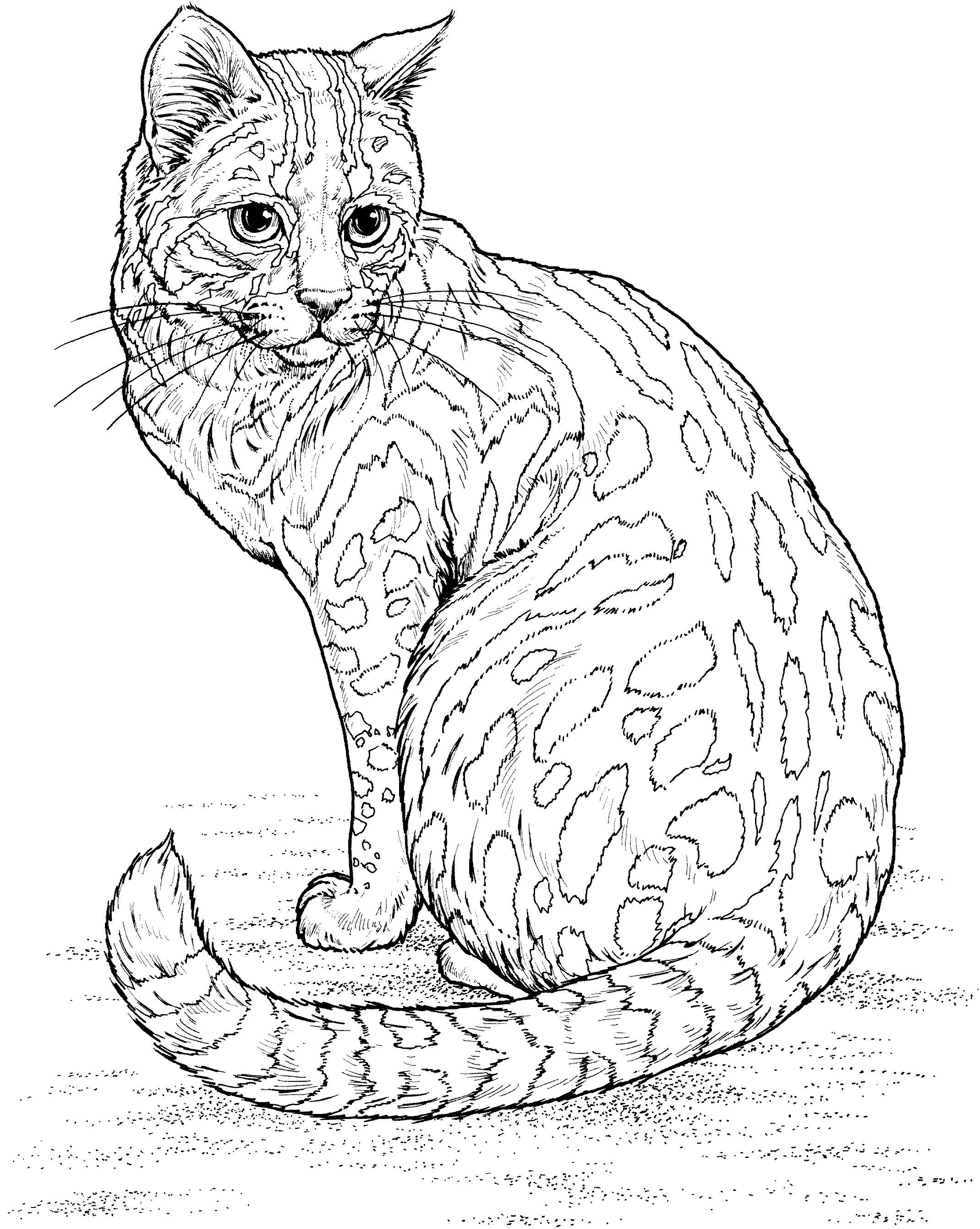 leopard-15.gif