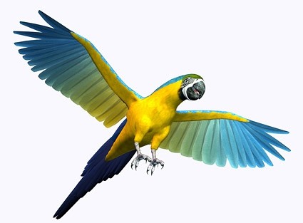 3d parrot picture Free Photos in Image format: jpg, size: 1024x754 ...