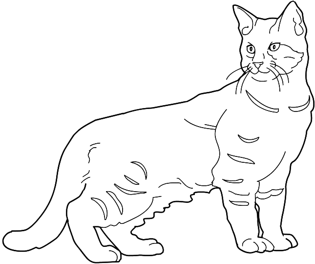 Coloring Pixie Bob cat picture