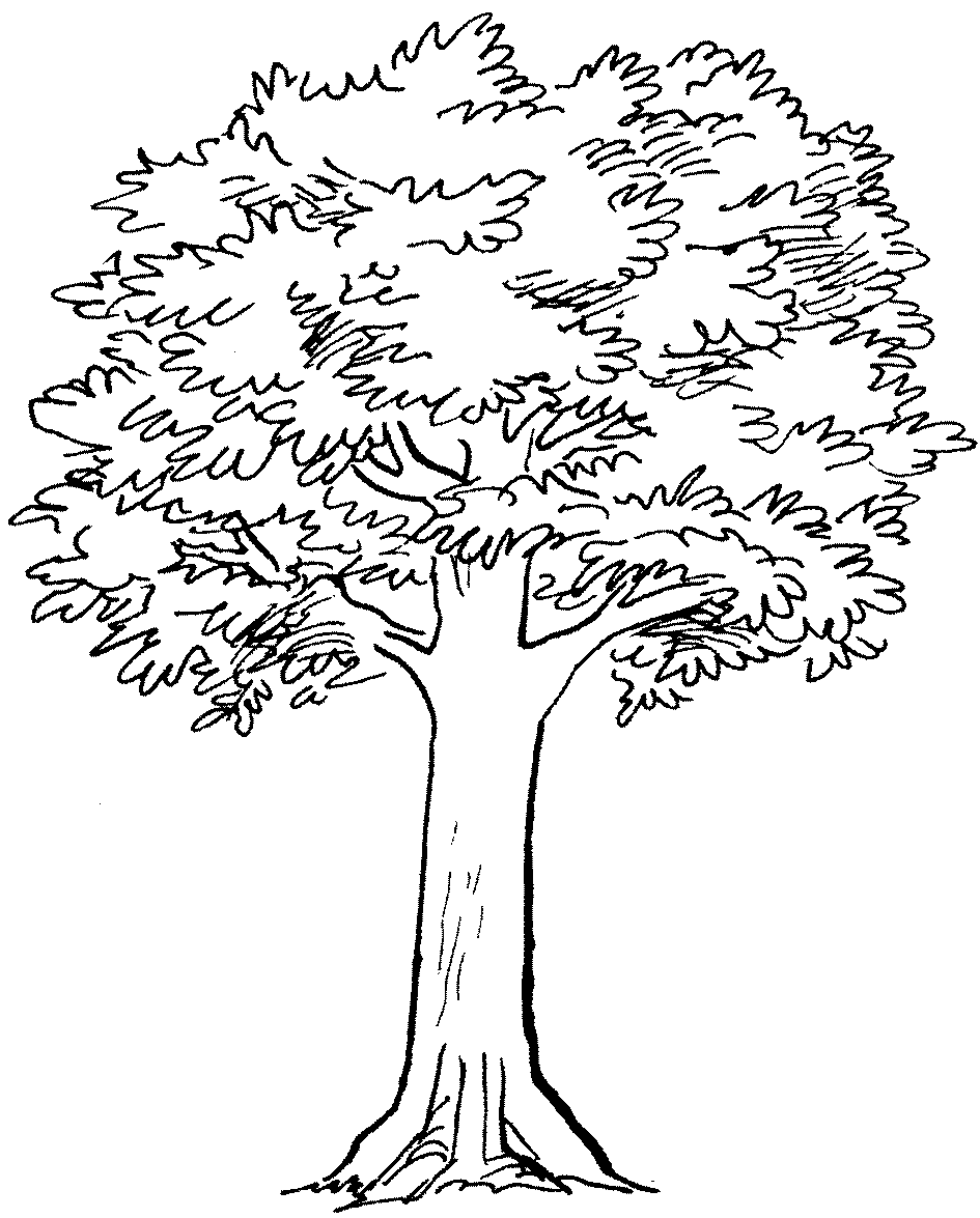 Tree With Roots And Branches Drawing - Gallery - Cliparts.co