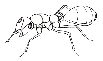 How to Draw an Ant - Draw Step by Step