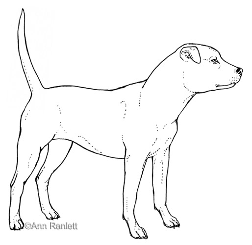 Ann Ranlett's Blog - Animals, Art, Etc.: Drawings for Chako