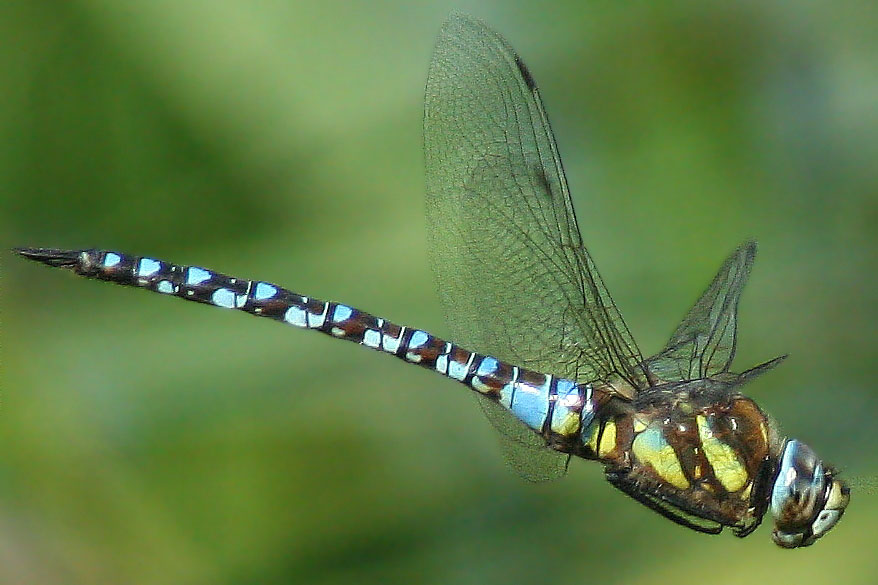 Dragonfly Migration: Tracking How Dragonflies Head South | A ...