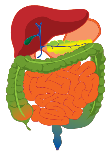 Digestive System For Kids - ClipArt Best