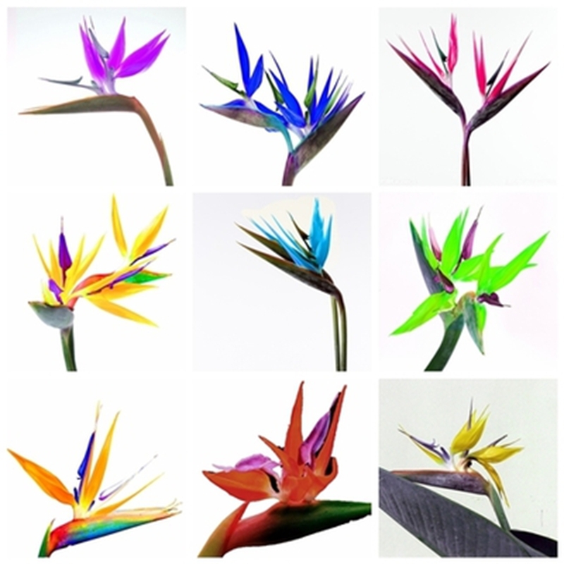 Compare Prices on Birds of Paradise Plant- Online Shopping/Buy Low ...
