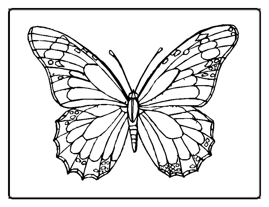 Free printable pictures of butterflies to color DUŠAN ČECH