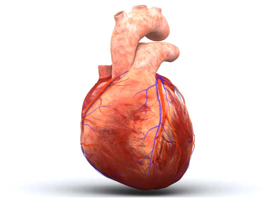 Images For > Cartoon Human Heart Diagram
