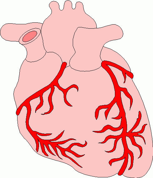 heart organ clipart - photo #10