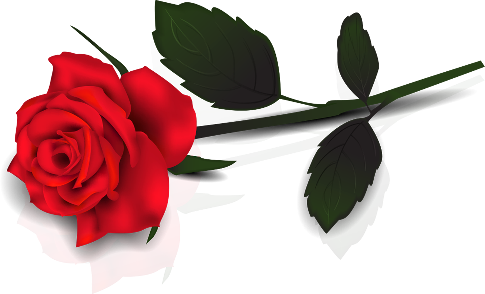 Images For > Single Rose Clip Art