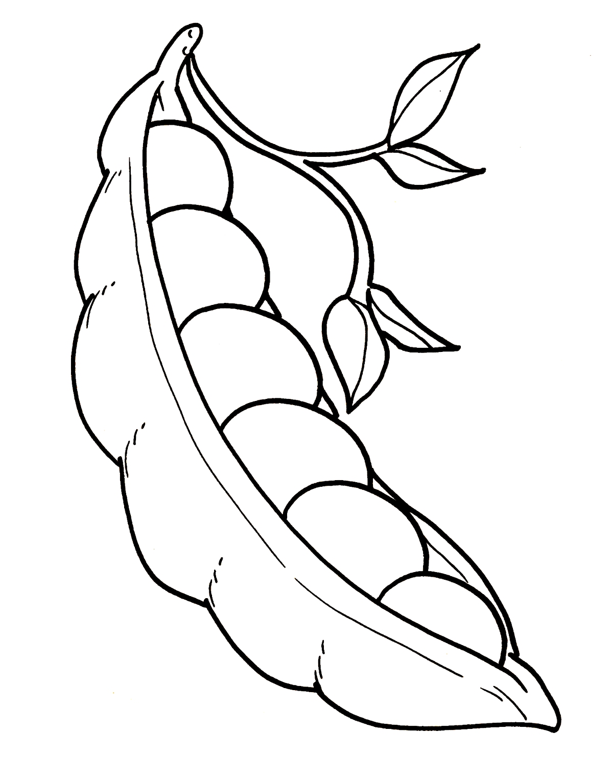 Trends For > Pea Pod Coloring Page