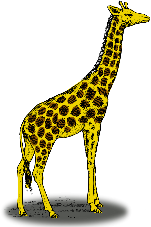 Colored giraffe small clipart 300pixel size, free design ...