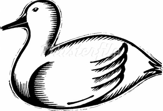 clipart black and white duck - photo #22