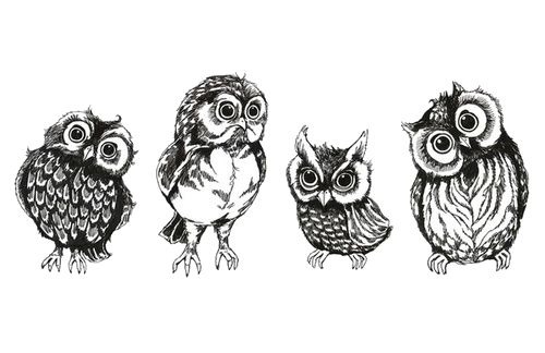 drawing art cute birds owls transparent cute owls owl drawing ...