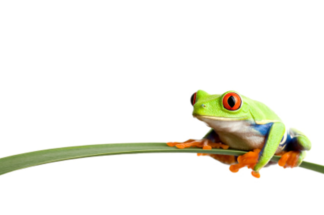 Coolred Eyed Frog image - vector clip art online, royalty free ...