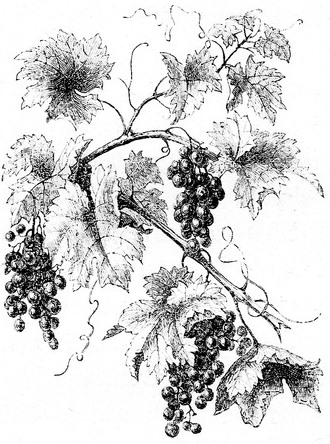 Grape Vine Drawing - ReusableArt.com