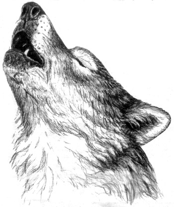 Howling Wolf Drawing | DrawingSomeone.com