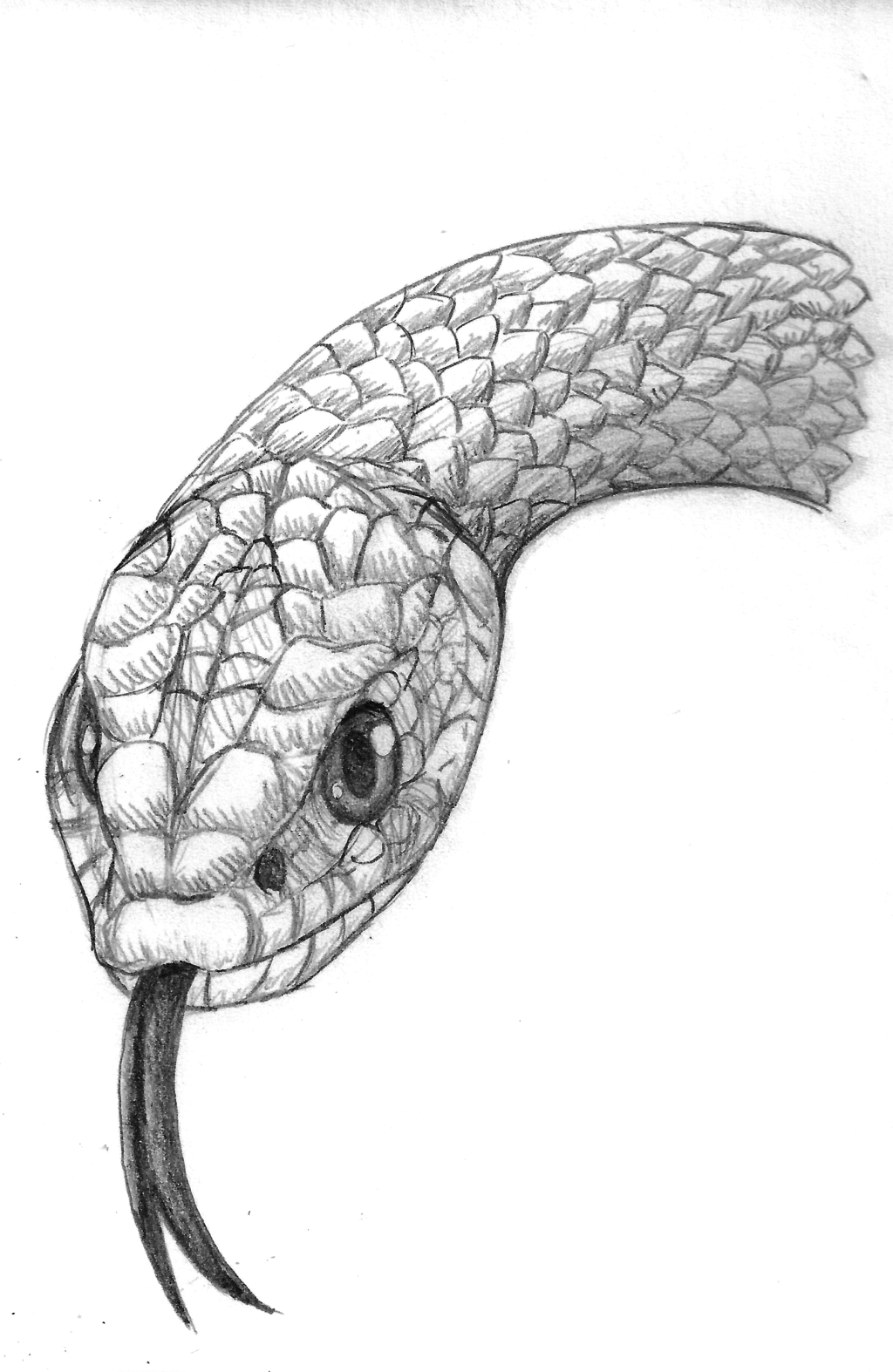 Images For > Snake Head Drawing Steps