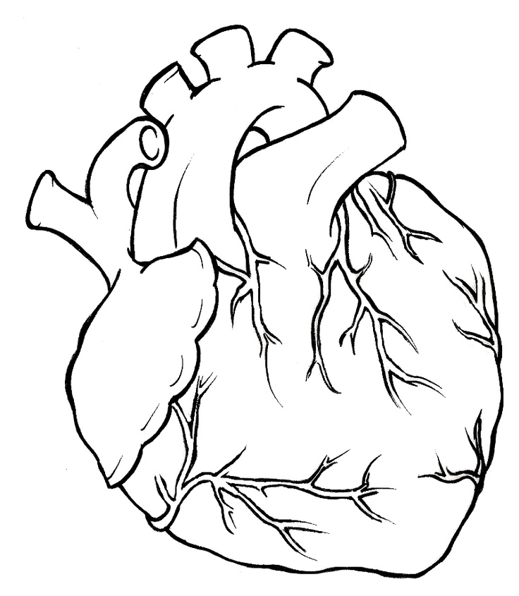 Hearts on Pinterest | Human Heart, Human Heart Tattoo and Heart
