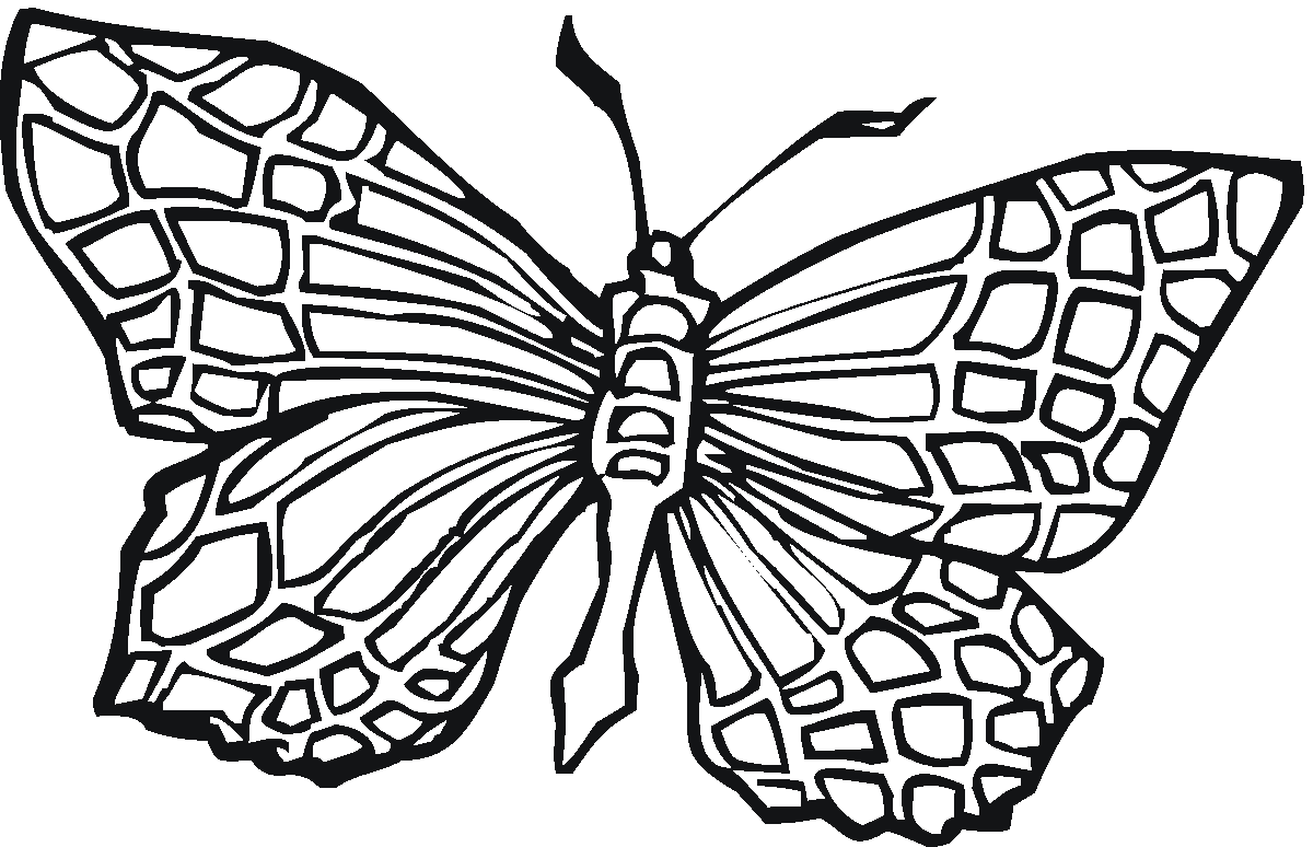 butterfly coloring pages | Coloring Sheets