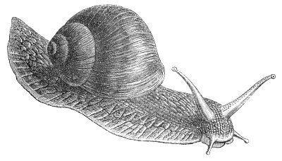 Free Snails Clipart. Free Clipart Images, Graphics, Animated Gifs ...