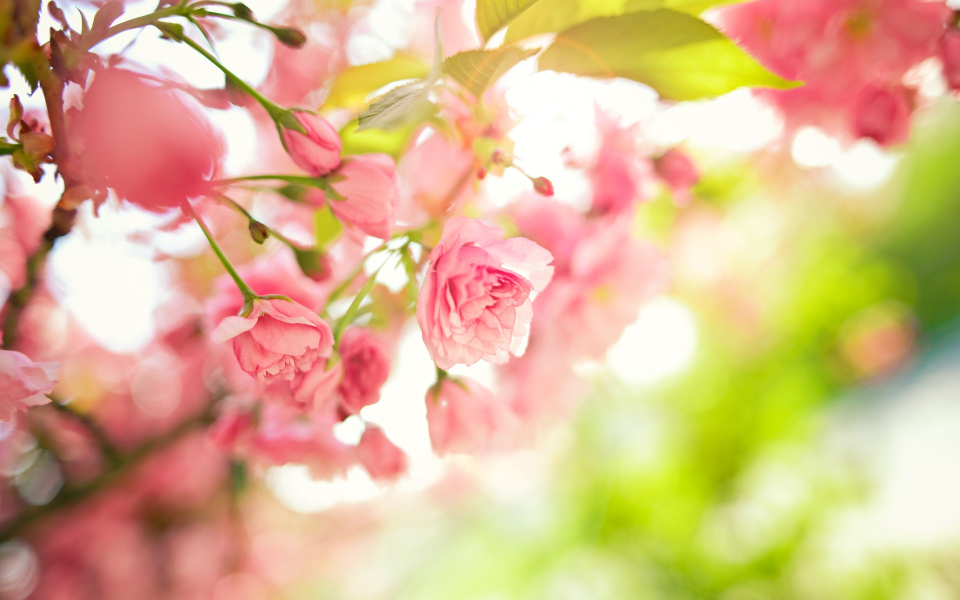 Spring Pink Flowers, Size: 1920x1200 #62795 | AmazingPict.com