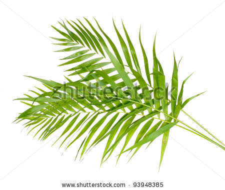 palm-leaf-clip-art-1105810.jpg