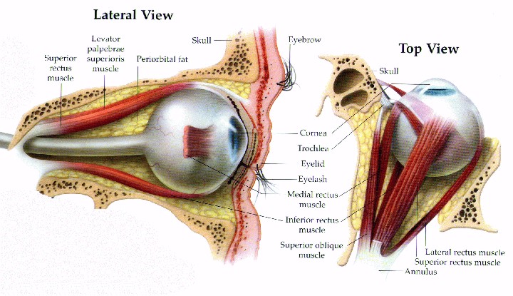 This human eye diagram | www.harvard-wm.org
