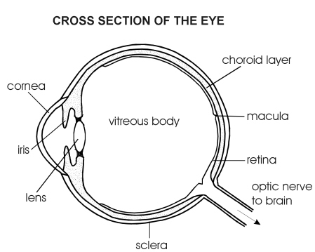 Eye side view | Diagram | Patient