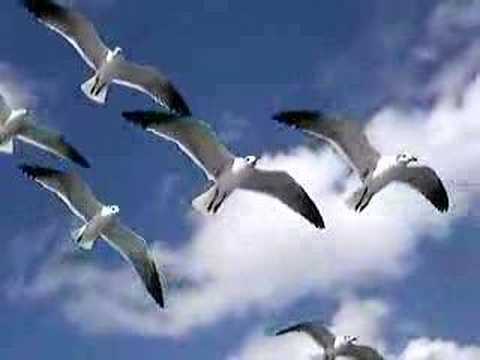 birds in flight up close and personal - YouTube