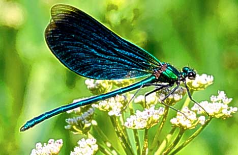 Why our dragonflies are hovering on the brink of extinction ...