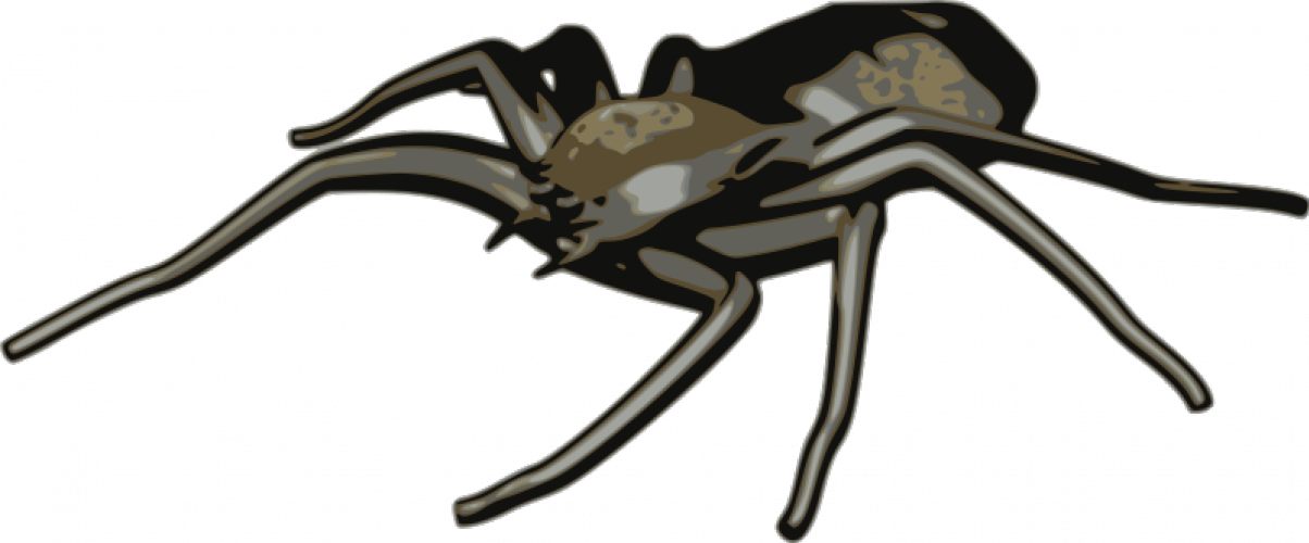 Spider vector clip art | Public domain vectors