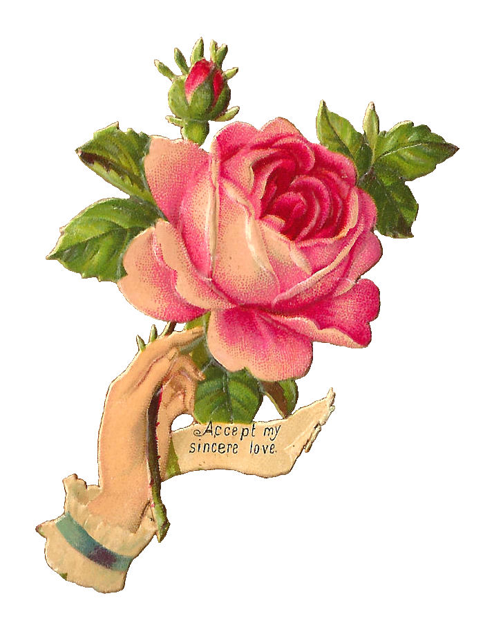 Antique Images: Free Pink Rose Illustration: Antique, Victorian ...